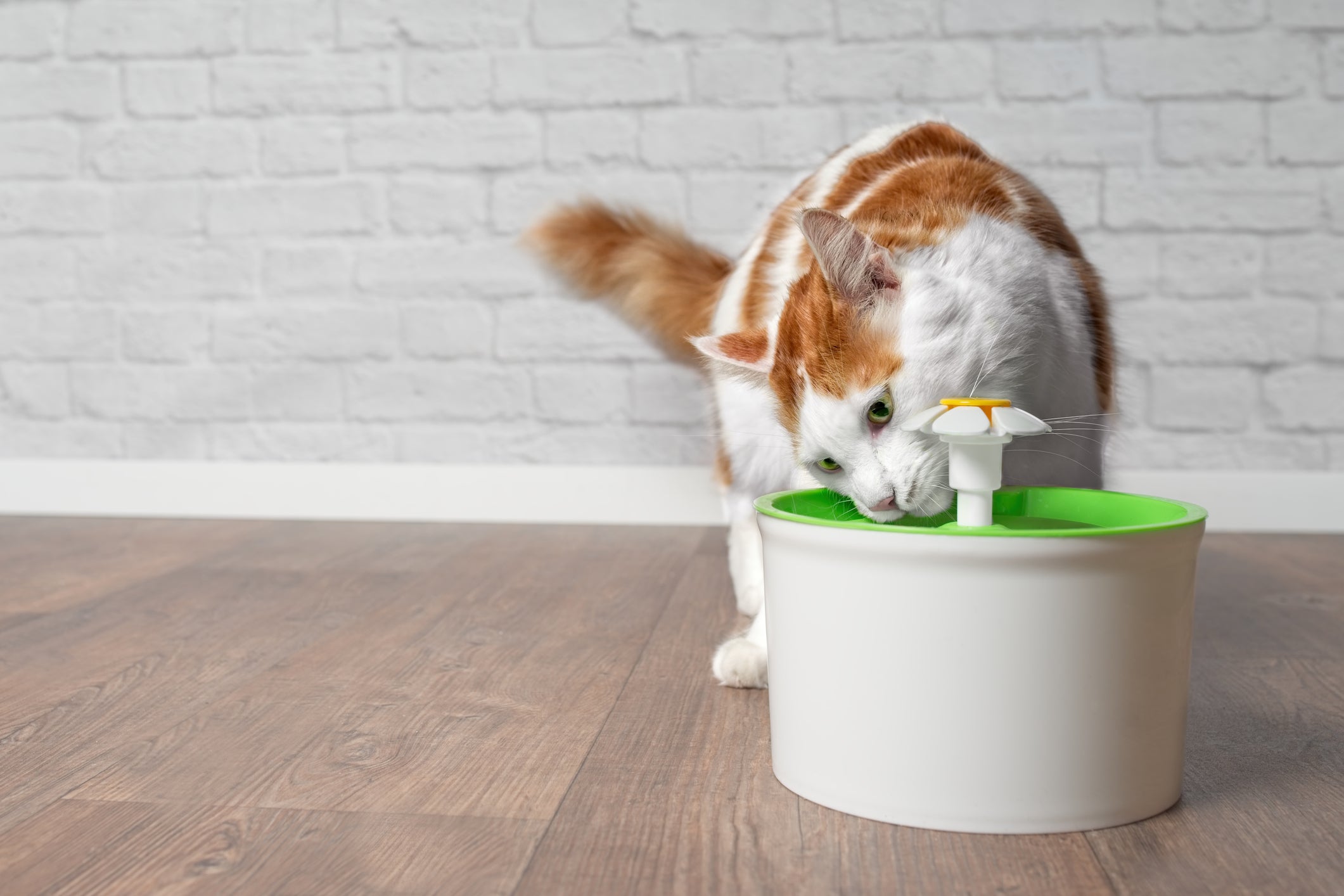 Não sabe como fazer o gato beber água? As fontes são um acessório que pode ajudar bastante
