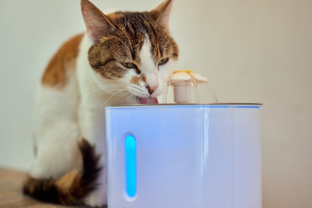 Uma fonte para gato beber água faz toda a diferença na hidratação felina