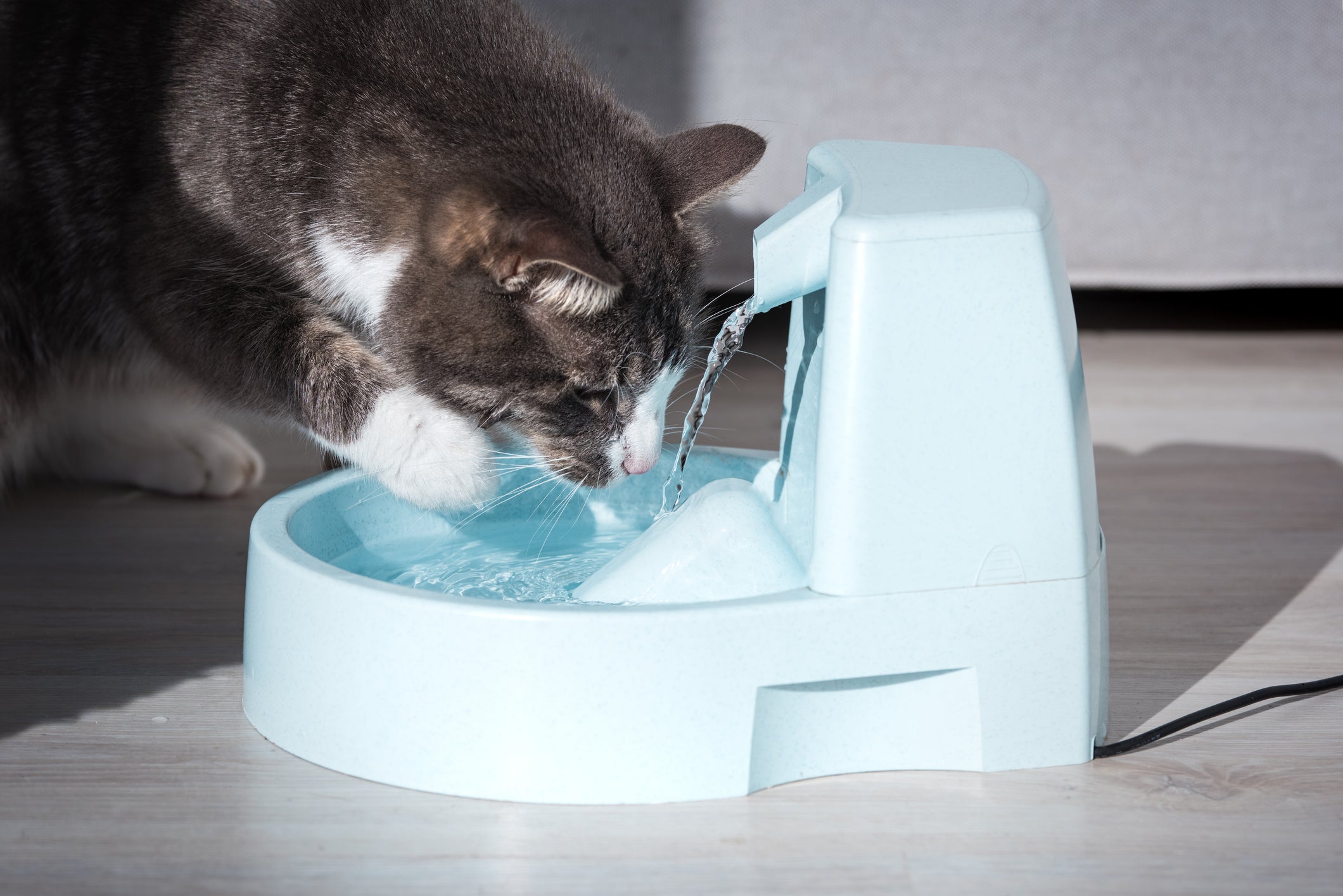 A fonte de água para gatos é um ótimo incentivo para aumentar a hidratação