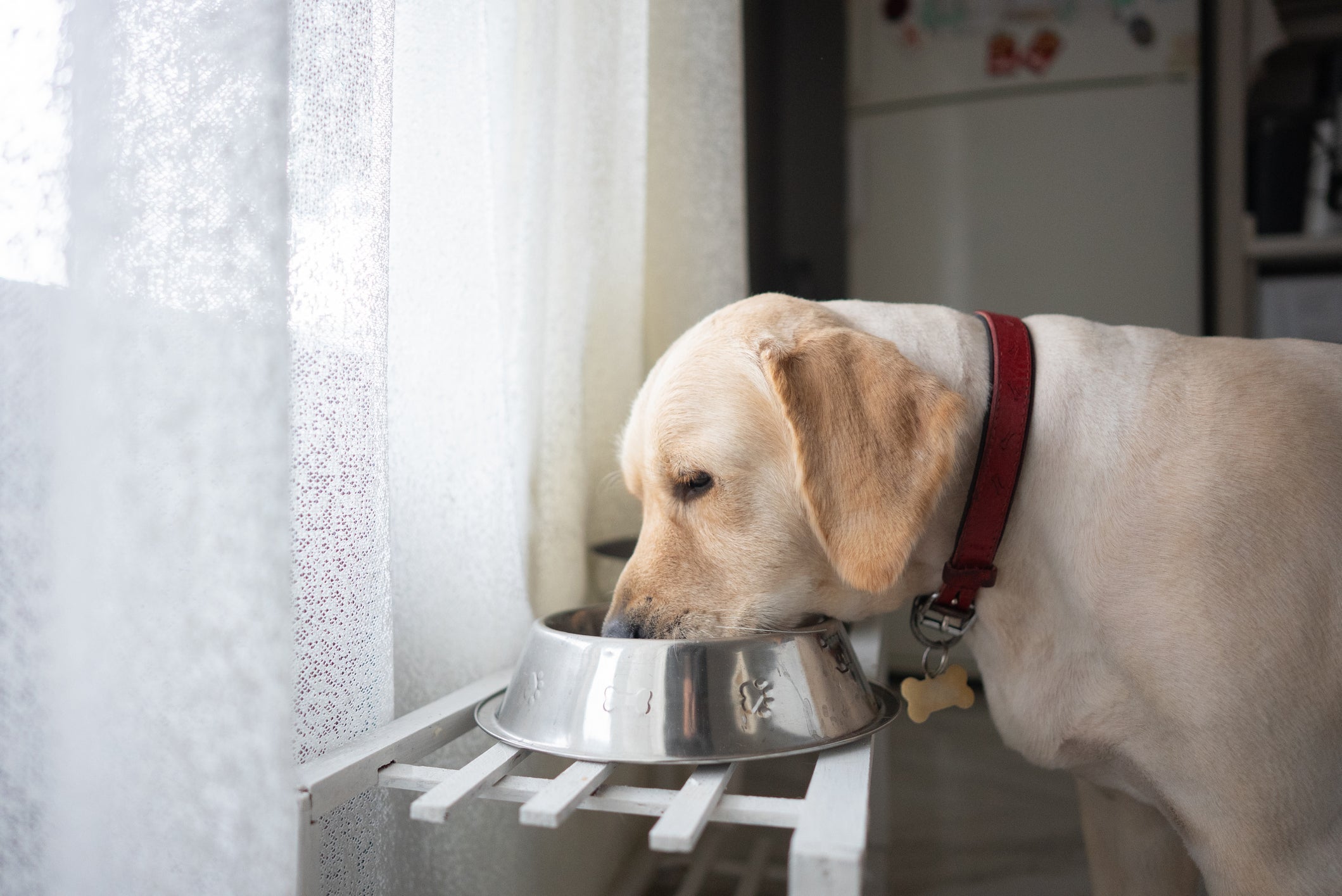 Existem outras dicas para afastar as formigas da ração de cachorro, como deixá-lo no alto 