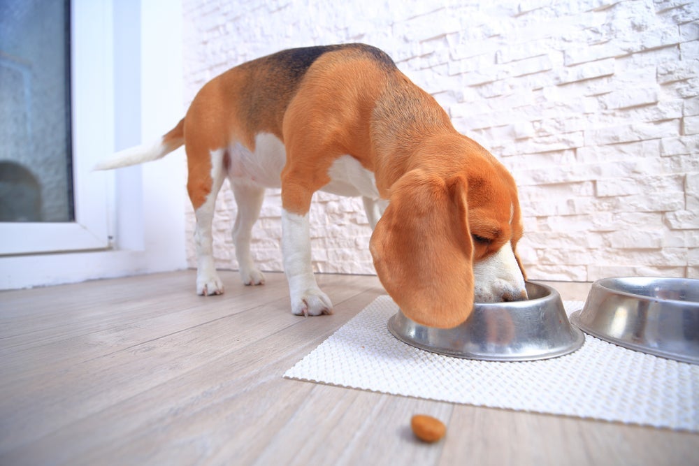 A ração renal para cachorro pode ser recomendada como parte do tratamento para baixar os níveis de fósforo, creatinina e ureia