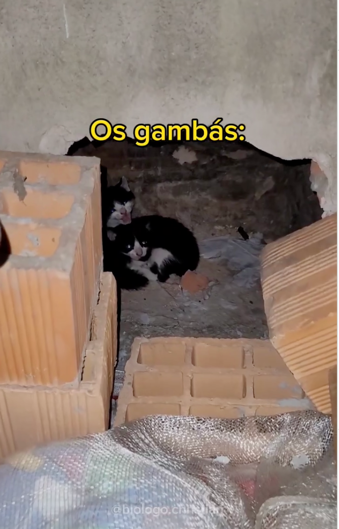 Biólogo encontra gatinhos filhotes após ser chamado para resgatar gambás (Créditos: Instagram / @biologo.christian) 