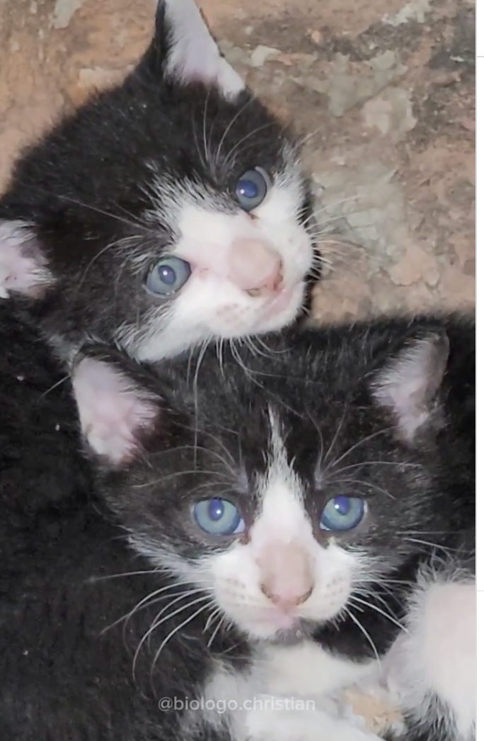Resgate de animais silvestres vira resgate de filhotes de gatos (Créditos: Instagram / @biologo.christian) 