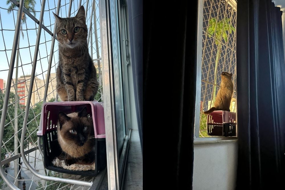 A Savannah e o Bernard, gatinhos da Duda, vivem na janela (Créditos: Arquivo Pessoal)