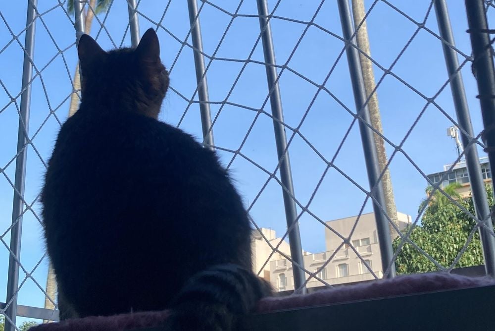 O gato na janela consegue ter uma visão privilegiada de tudo (Créditos: Arquivo Pessoal)