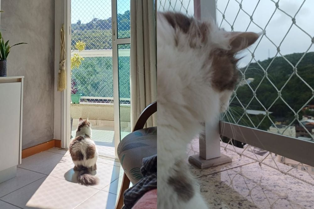 Para Polly, a varanda é uma grande janela (Créditos: Arquivo Pessoal)