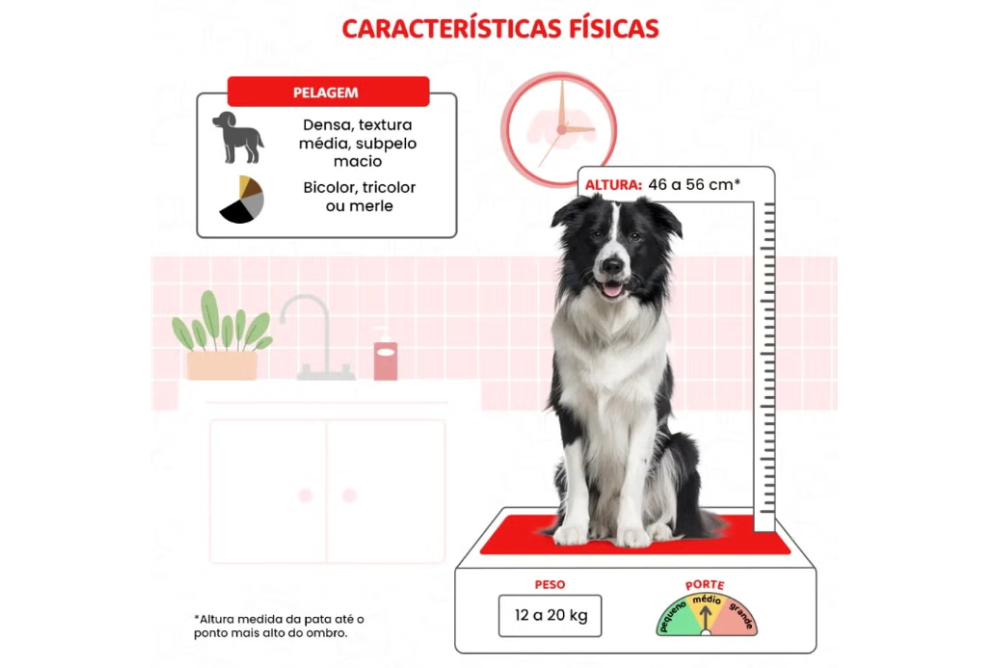 aplicar regraTamanho do Border Collie: peso, altura e tudo mais que você precisa saber sobre o cachorro mais inteligente do mundo fotos