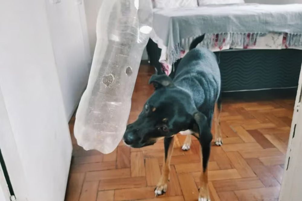 O brinquedo de garrafa pet pode ficar pendurado na porta