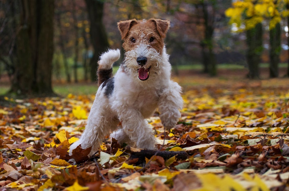 O Fox Terrier tem grande habilidade para caçar raposas