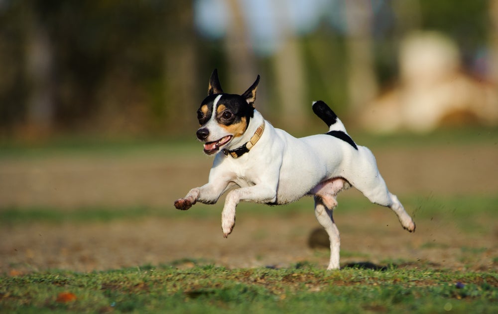 O cachorro Fox Terrier é muito ativo e cheio de energia para gastar em brincadeiras