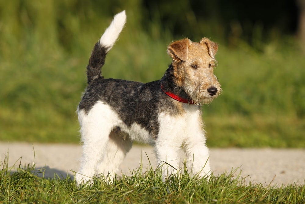 O Fox Terrier pode ter dois tipos de pelagem