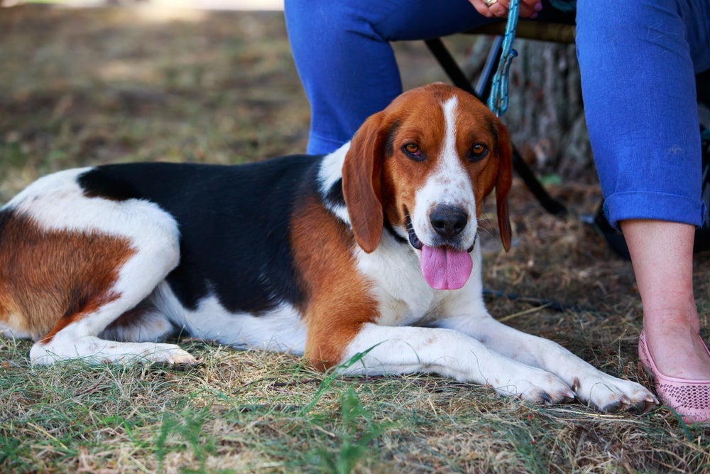 Dócil e cheio de energia, o Foxhound Americano se adapta bem à todo estilo de família