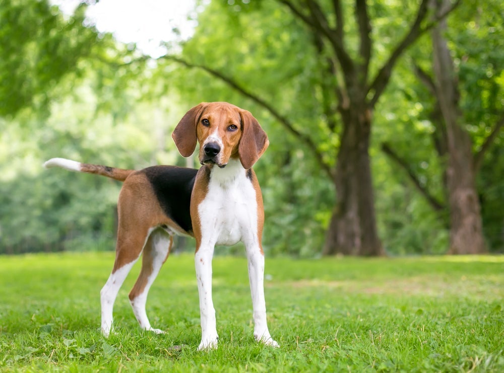 O Foxhound é um cachorro da raça americano que possui um faro muito apurado