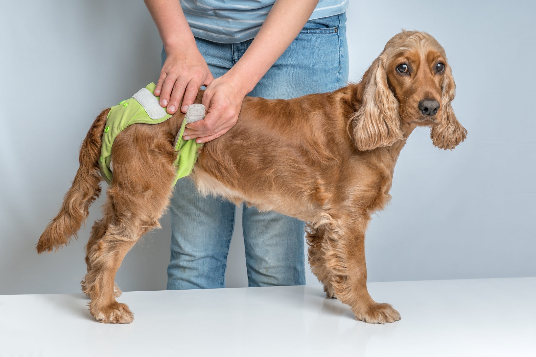 A fralda de cachorro pode ser muito útil na rotina de cães, especialmente em viagens