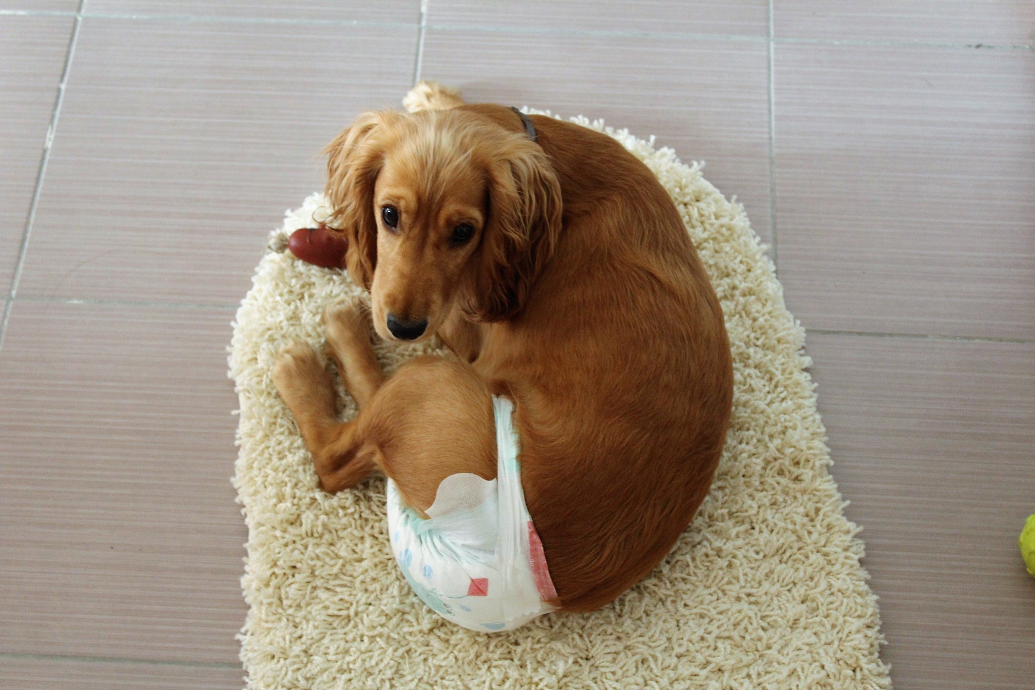 Fralda de cachorro: não esqueça de acostumar seu pet com o acessório antes de viagens