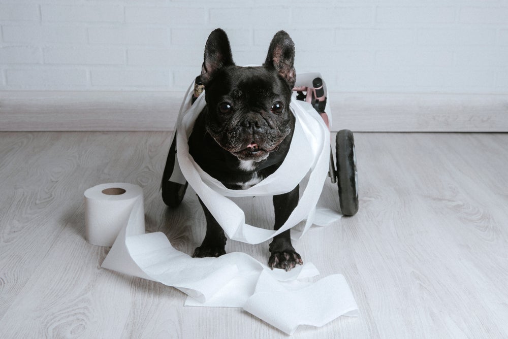 Cachorro paraplégico pode desenvolver problemas urinários que merecem atenção