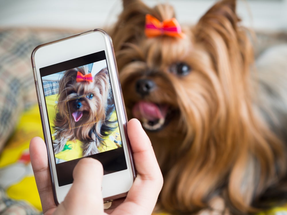 Frases sobre cachorros mostram o melhor lado dos pets