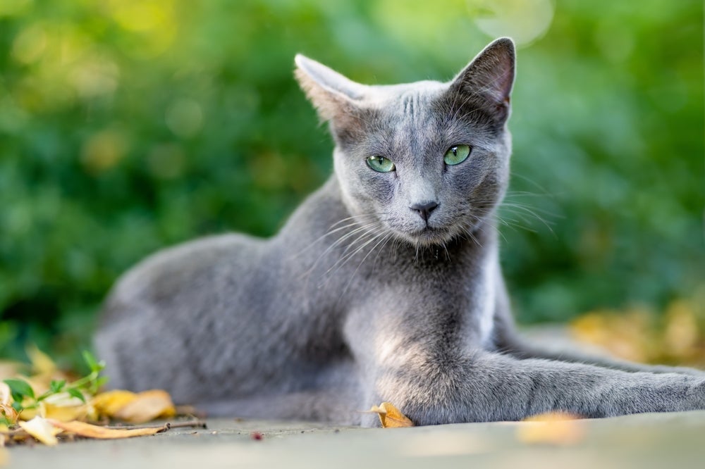 Frases de gato para status são uma boa forma de você demonstrar seu amor