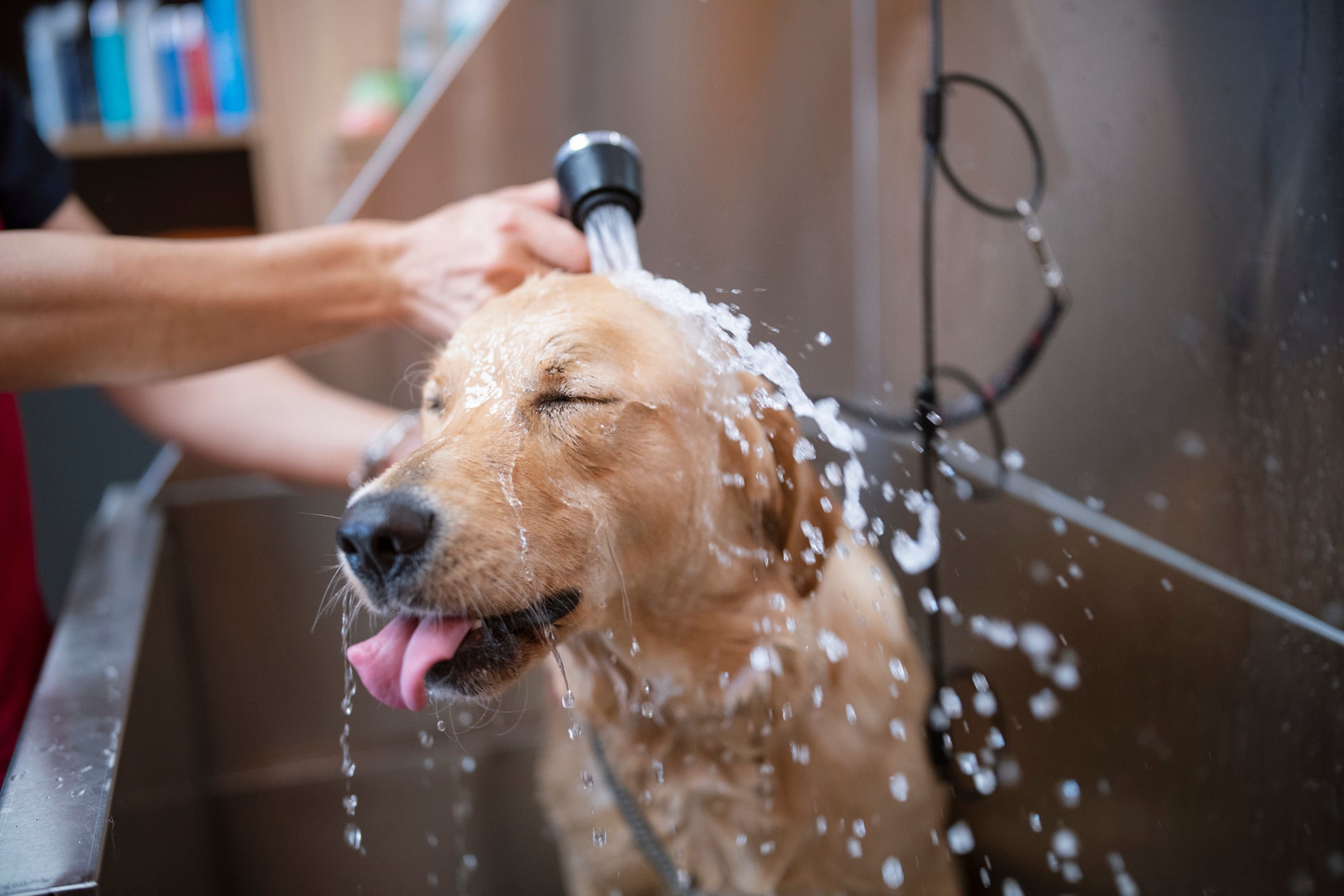 Para prevenir a acne em cachorro, os cuidados com a higiene do pet são essenciais