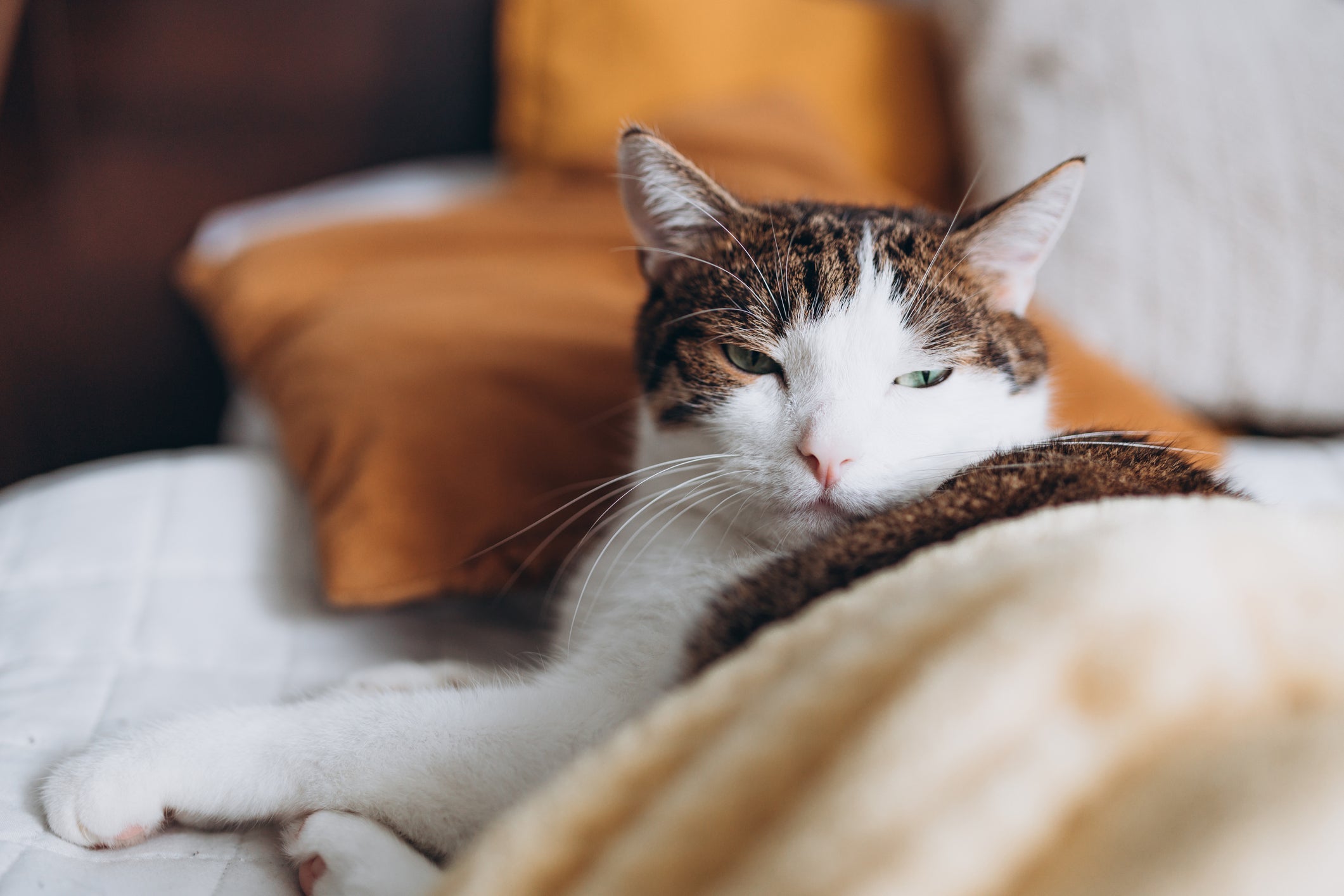Gripe em gatos: garanta que seu amigo fique bem aquecido nos dias mais frios