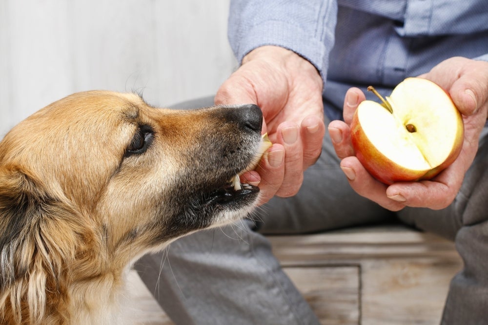 Frutas para cachorro: a maçã deve ser oferecida sem as sementes e miolo