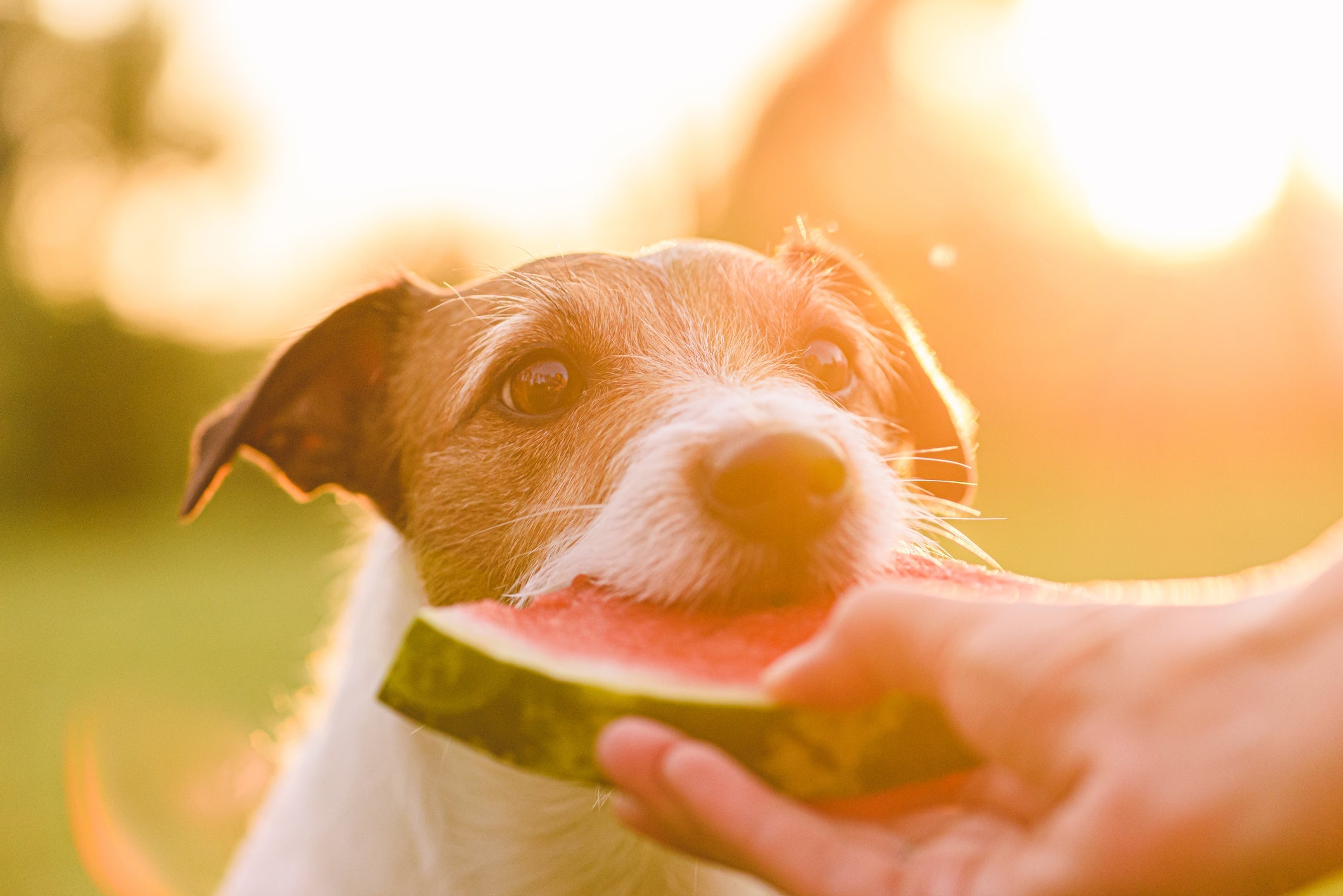 Cachorro sente calor e petiscos gelados vão ajudar a refrescá-lo