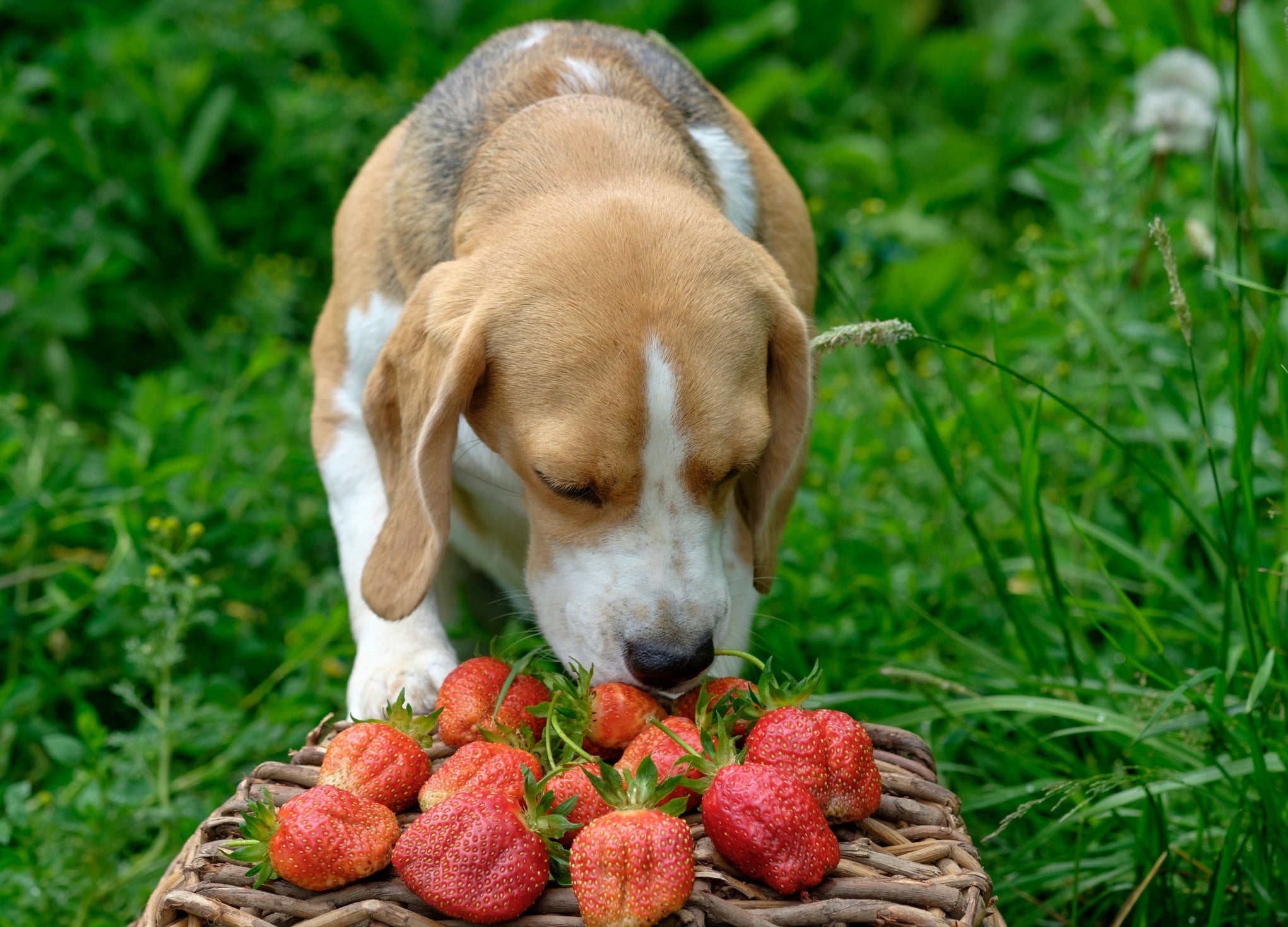 O morango é uma das frutas para cachorro mais saudáveis