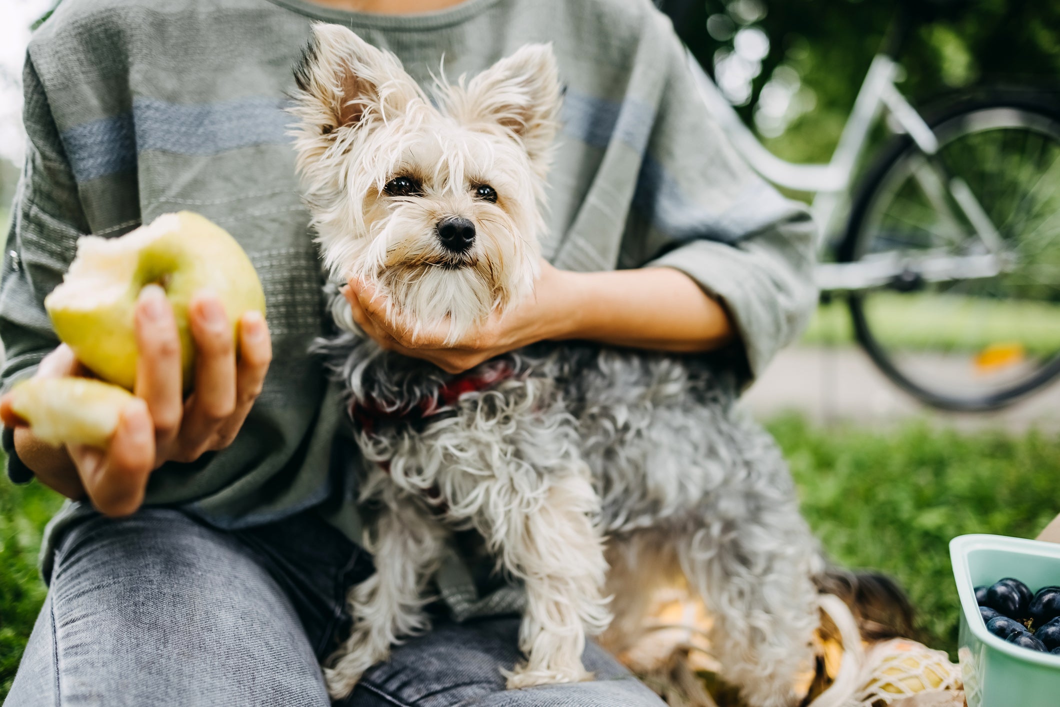 A melhor forma de oferecer frutas para cachorro é cortando-a em pedacinhos e retirando sementes e cascas