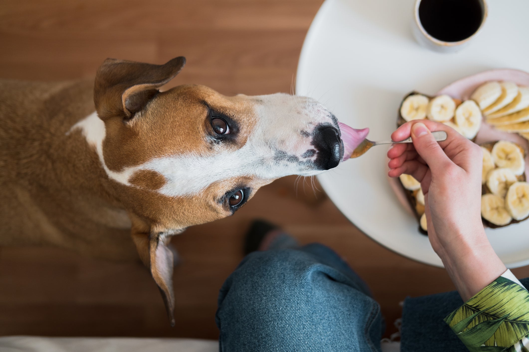 A banana é uma das frutas que pode dar para cachorro