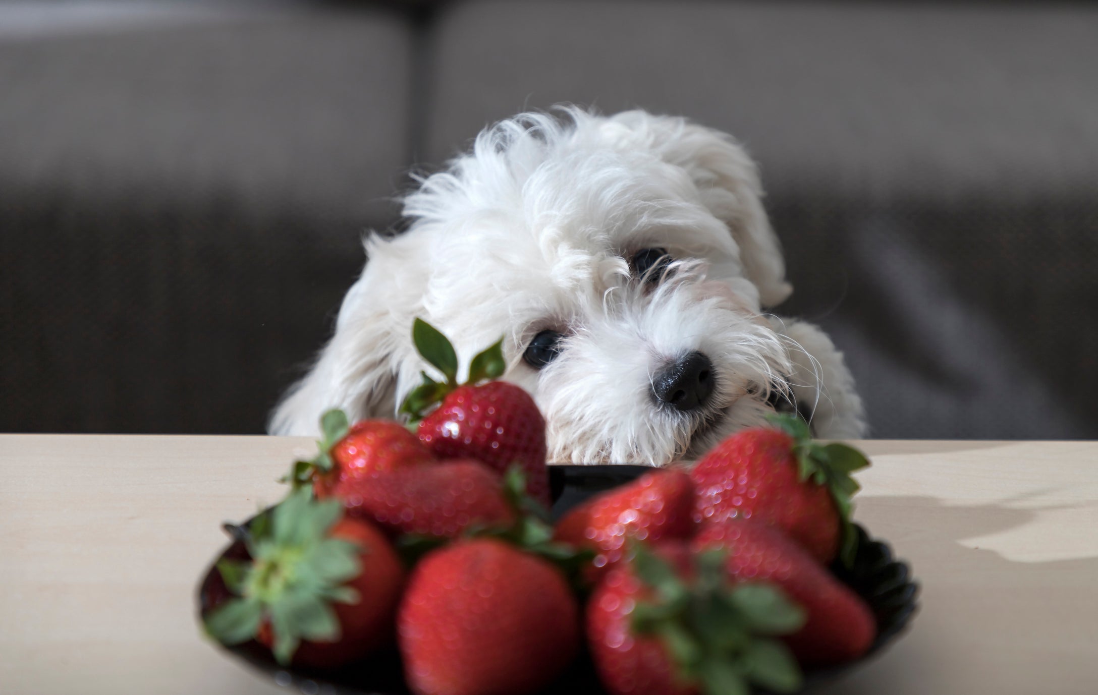 Uma das frutas que pode dar para cachorro é o morango