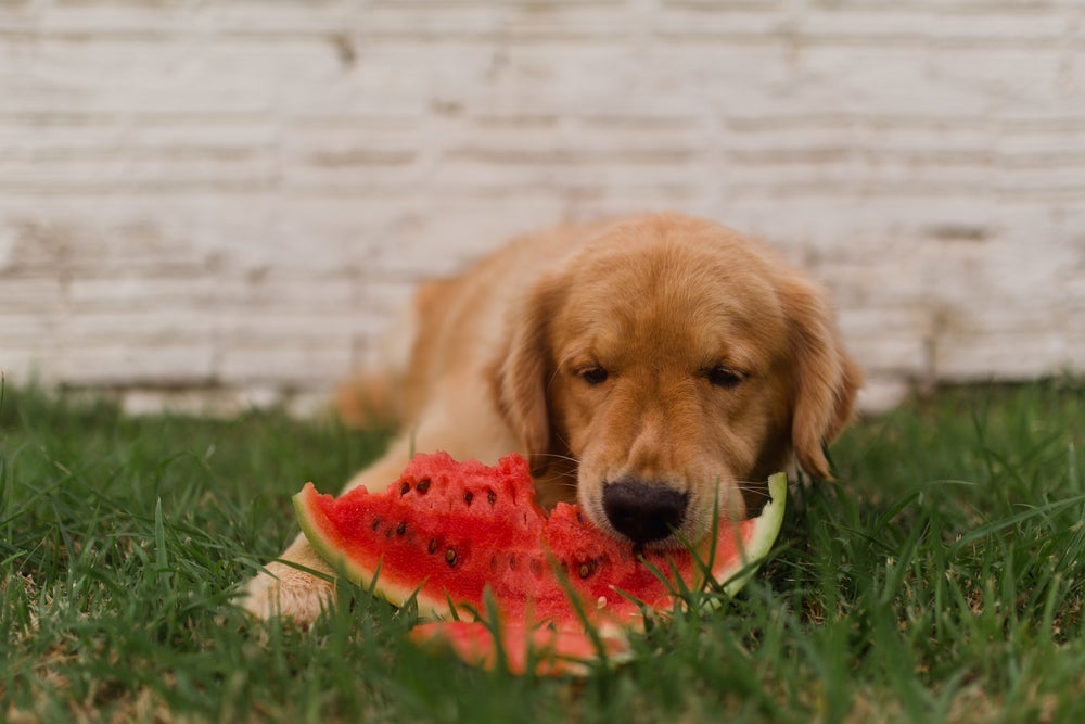 Uma das frutas que pode dar para cachorro é a melancia