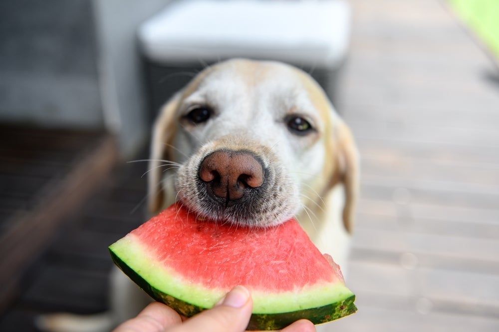 Algumas frutas para cachorro, como a melancia, são super indicadas para os dias quentes