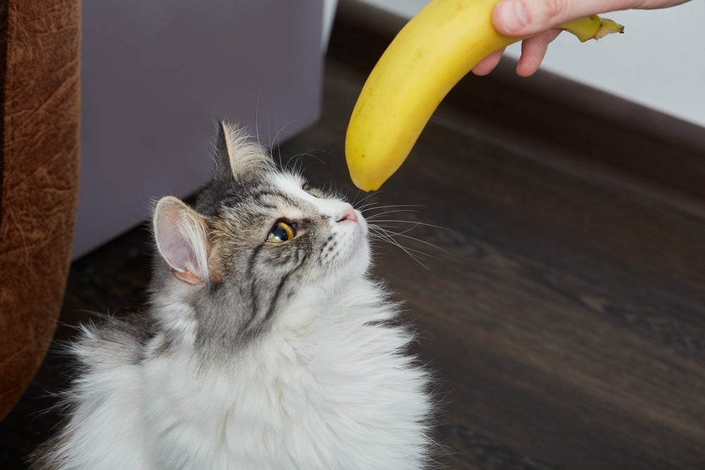 Fruta para gato: a banana deve ser oferecida com muita cautela ao animal e em pequenas quantidades