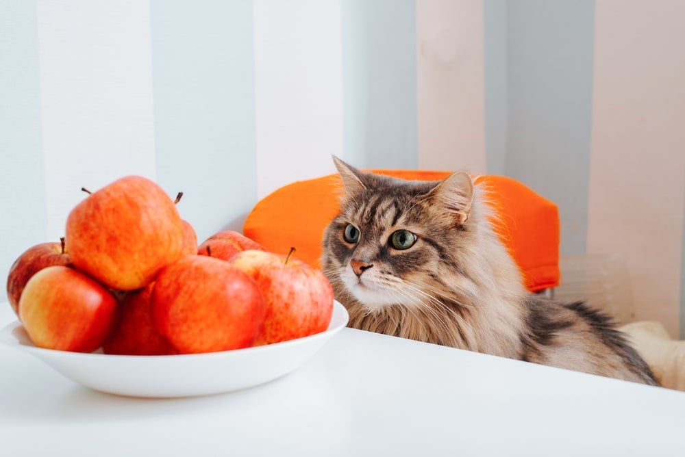 Uma das melhores frutas para gatos é a maçã, pois é cheia de benefícios!
