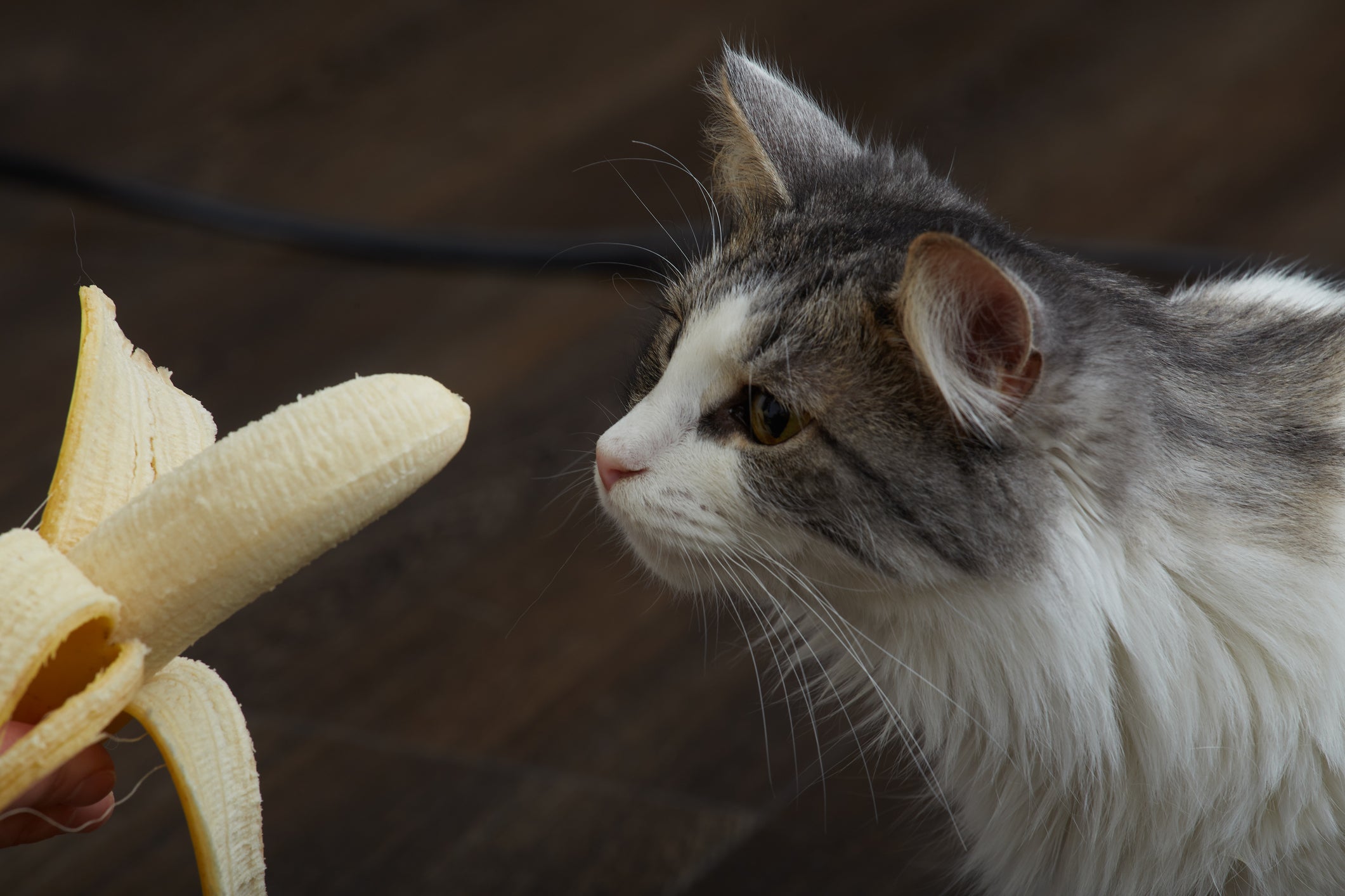 O gato pode banana descascada e em pequenas quantidades