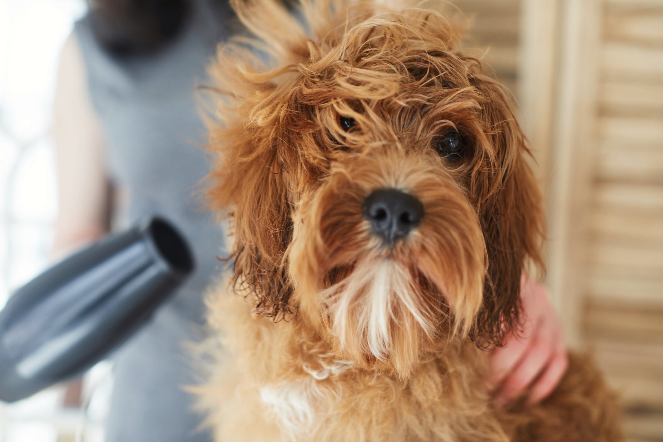 Fungos em cachorro: o problema pode ser evitado com escovação e secagem correta dos pelos
