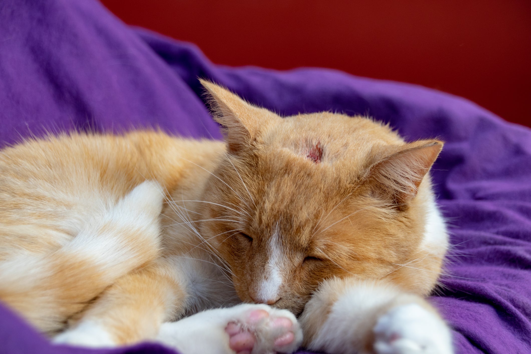 Fotos de abscesso em gatos: o nódulo causado pela inflamação é volumoso e purulento