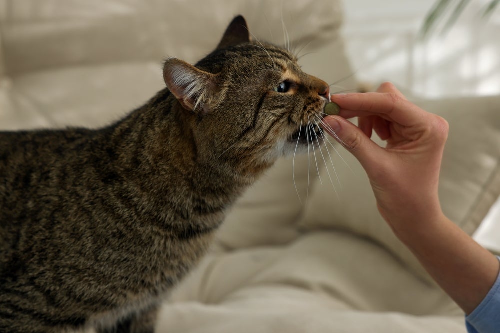 A gabapentina para gatos pode ser encontrada em versões líquidas, compridos e até pastas