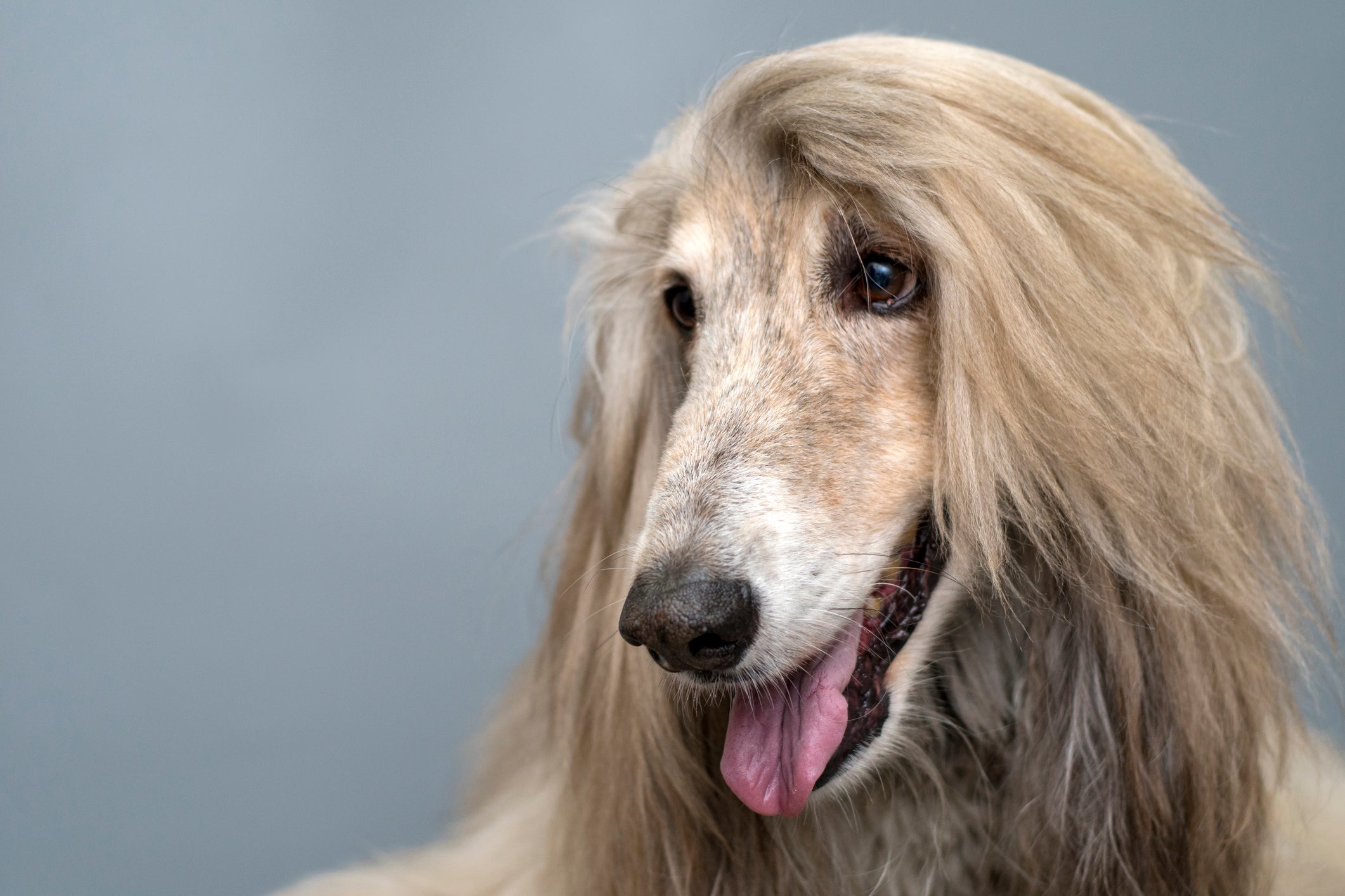 O Galgo Afegão é um cachorro com focinho comprido e pelagem exótica