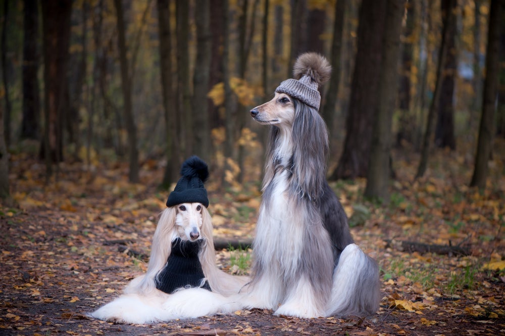 O pelo do Galgo Afegão parece longos cabelos humanos