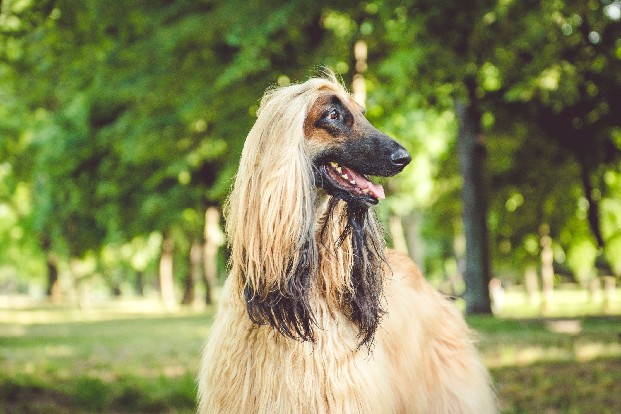 O Galgo Afegão é um cachorro da orelha grande que costuma ser destaque em concursos de beleza canina