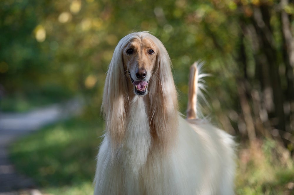 O Afghan Hound se suja com facilidade, principalmente se passeia muito em parques e lugares arborizados