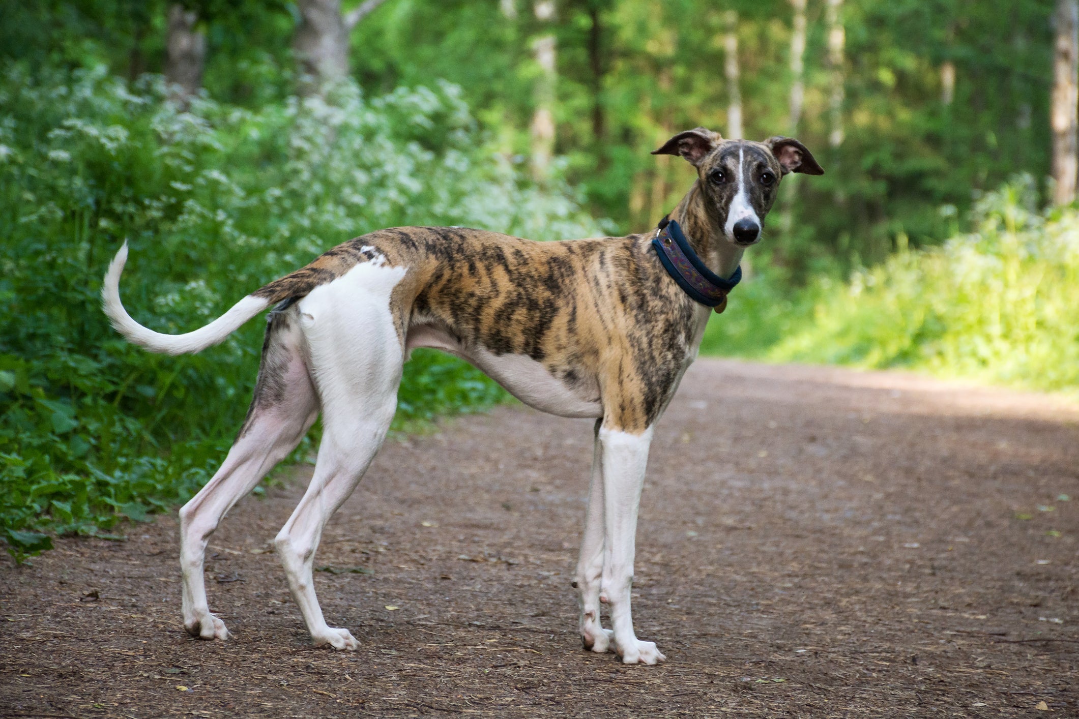 O cachorro mais rápido do mundo também é medroso