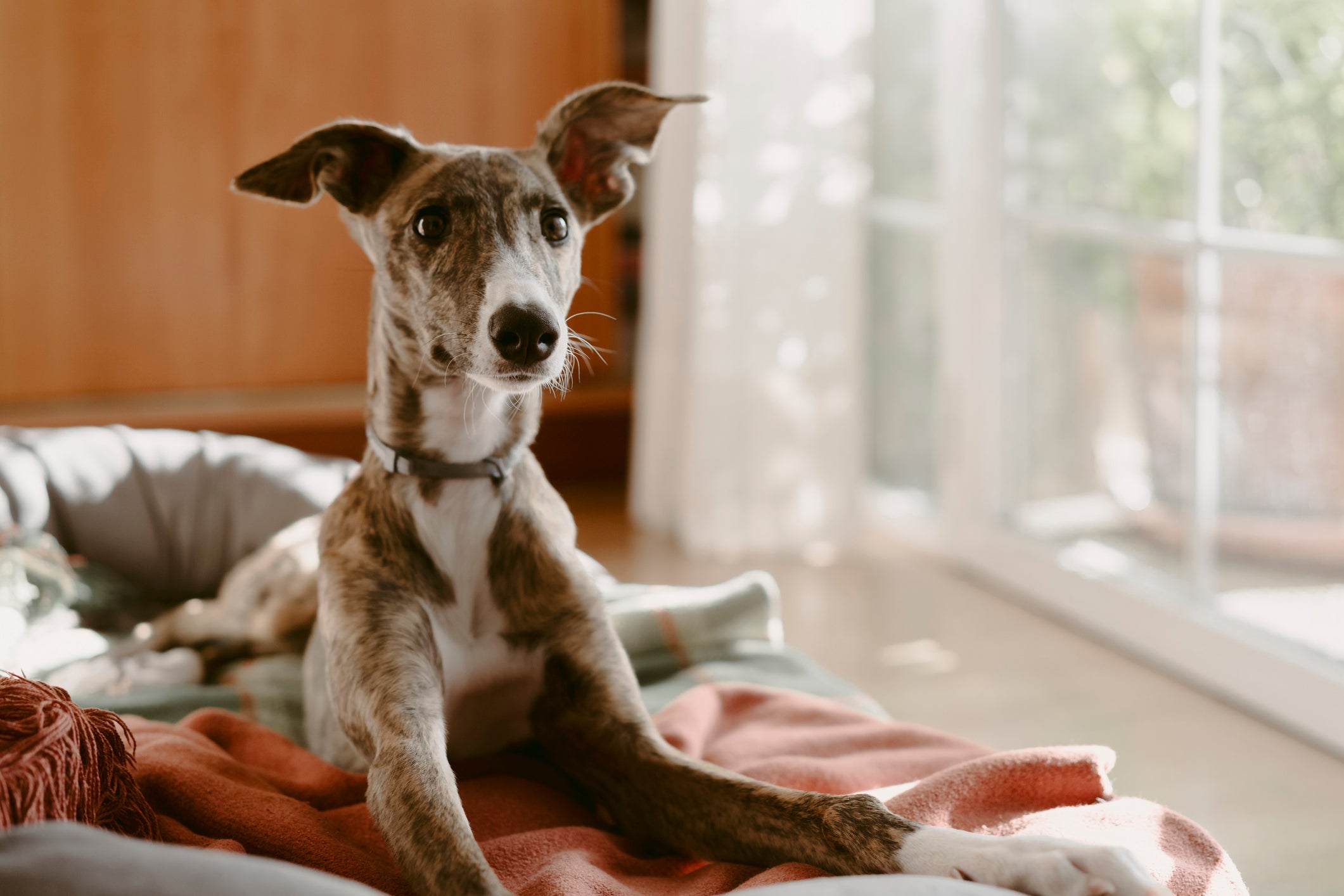 O Galgo Inglês é um cachorro que não late tanto