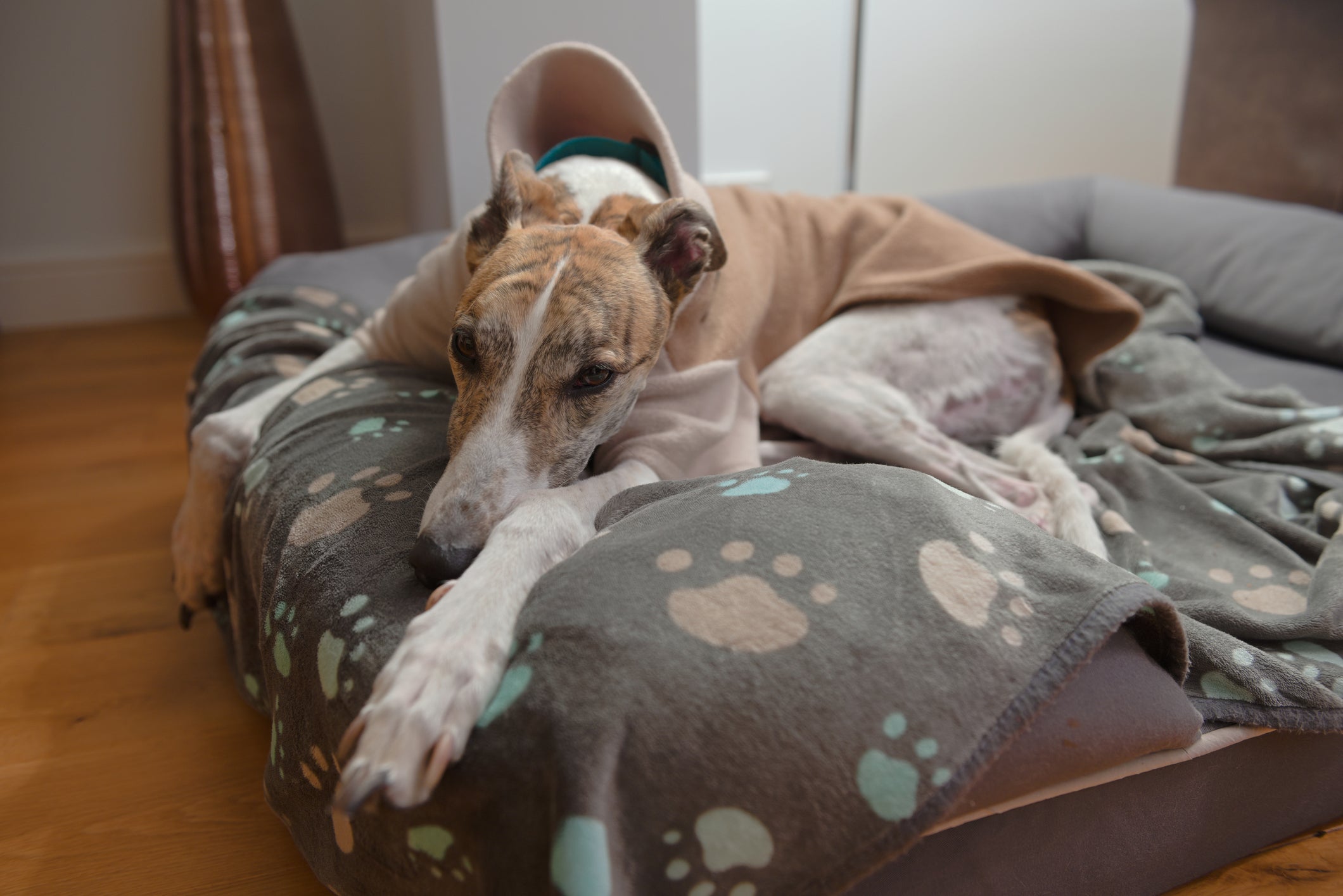 O Greyhound é uma das raças de cachorro mais velozes