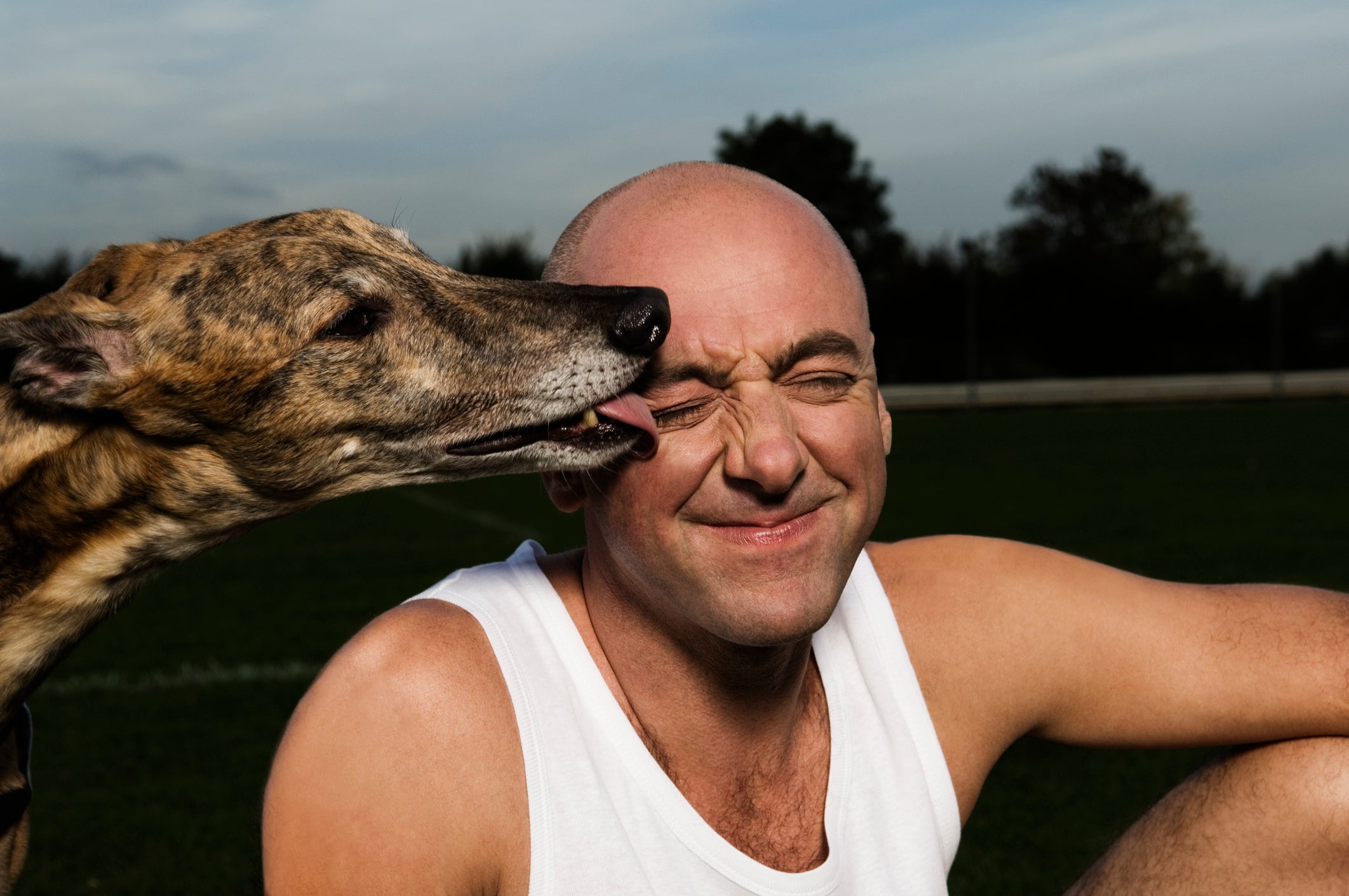 O Greyhound possui uma personalidade tranquila e independente, mas também pode ser bem apegado ao tutor