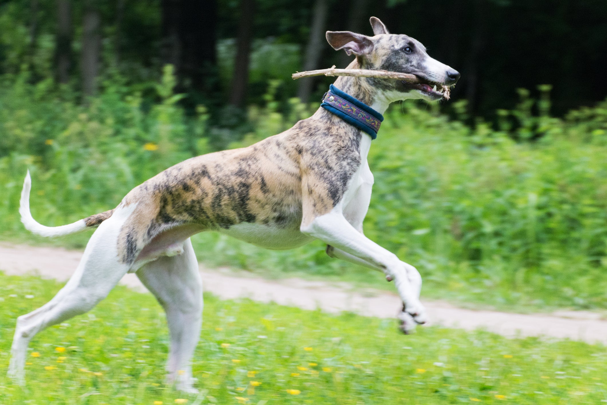 O Galgo Inglês é um cãozinho atlético que possui uma saúde resistente