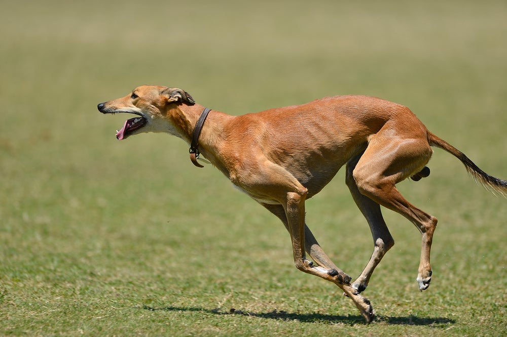 O Galgo Inglês é o cachorro mais veloz que existe