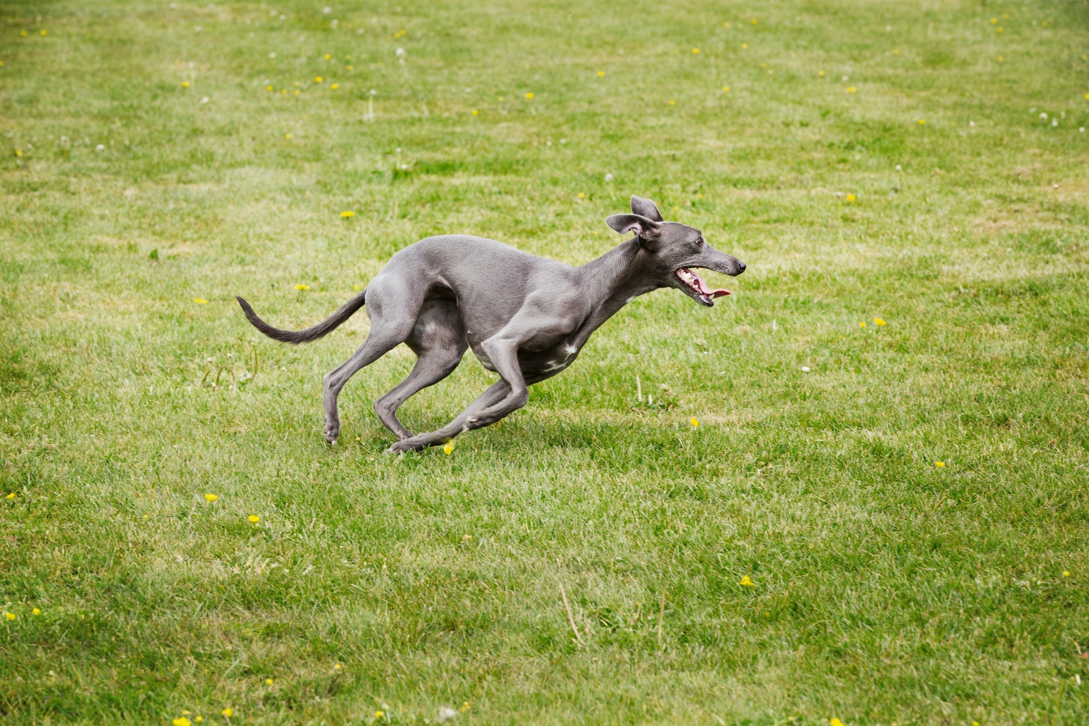 O Galgo Inglês é um cãozinho que não dispensa uma corrida