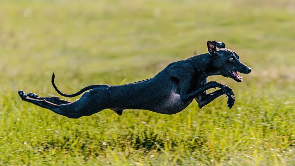 O cão Galguinho Italiano é divertido e brincalhão, mas não é muito agitado